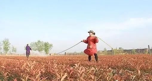 生物菌肥，有機(jī)肥，復(fù)合肥怎樣搭配使用效果好